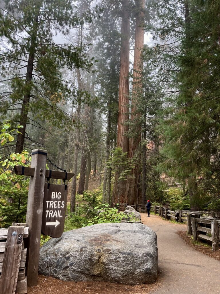 Big Trees Trail v Sequoia National Park