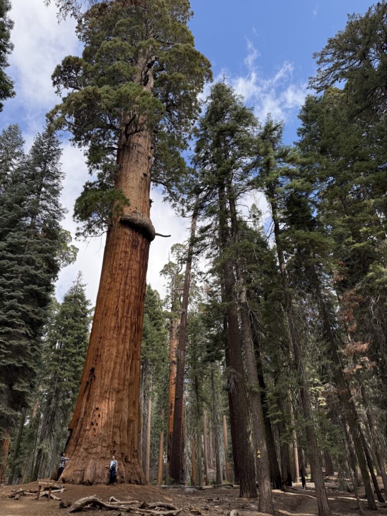 sekvoje s Sequoia National Park